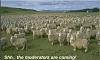 Holy F%&amp;king S#@t!-sheep_moderators.jpg