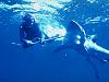 Friend / Employee Was Almost Killed Scuba Diving-im062.jpg
