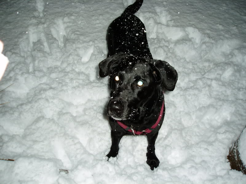 Name:  snowlady.jpg
Views: 14
Size:  71.0 KB