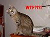haha-wtf.jpg