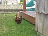 Look What Is In My Backyard-chicken.jpg