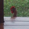 Look What Is In My Backyard-chicken_head_2.jpg
