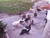 Anyone Up For Roast Duck For Dinner?-ducks_002.jpg