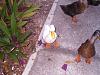 Anyone Up For Roast Duck For Dinner?-ducks_011.jpg