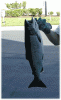 Todays Catch-f1.gif
