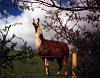 Pic Scavenger Hunt-llama.jpeg