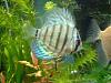 Anyone Have Fish?-discus_1.jpg