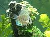 Anyone Have Fish?-discus_2.jpg