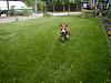 More Dog Pics-dog_runnin.jpg