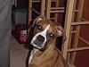 More Dog Pics-dsc01447.jpg