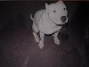 More Dog Pics-hulk.jpg