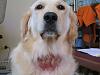 Dog Photos!-109_0987.jpg