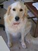 Dog Photos!-109_0986.jpg