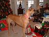 Dog Photos!-daisy_1.jpg
