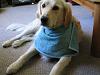 Dog Photos!-109_0988.jpg