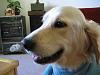 Dog Photos!-109_0991.jpg