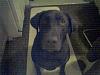 Dog Photos!-picture005.jpg