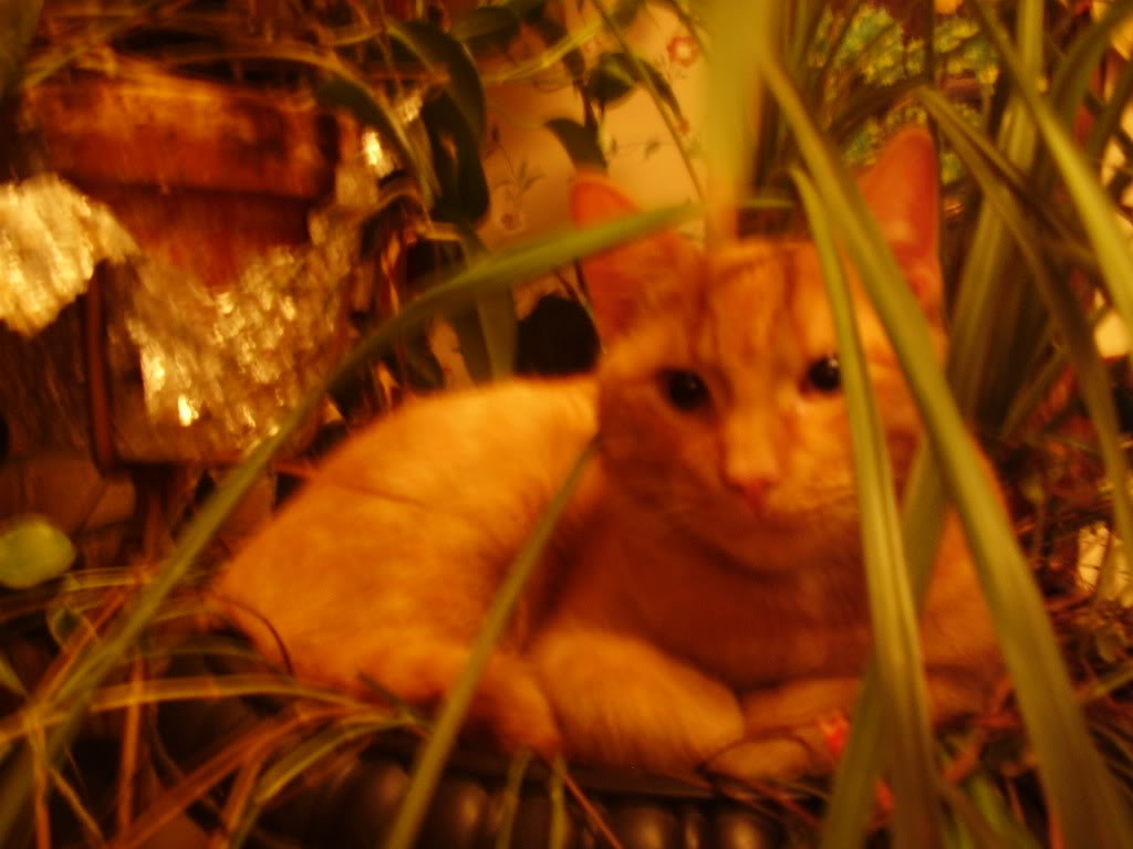 Name:  PA180731.jpg
Views: 620
Size:  86.0 KB